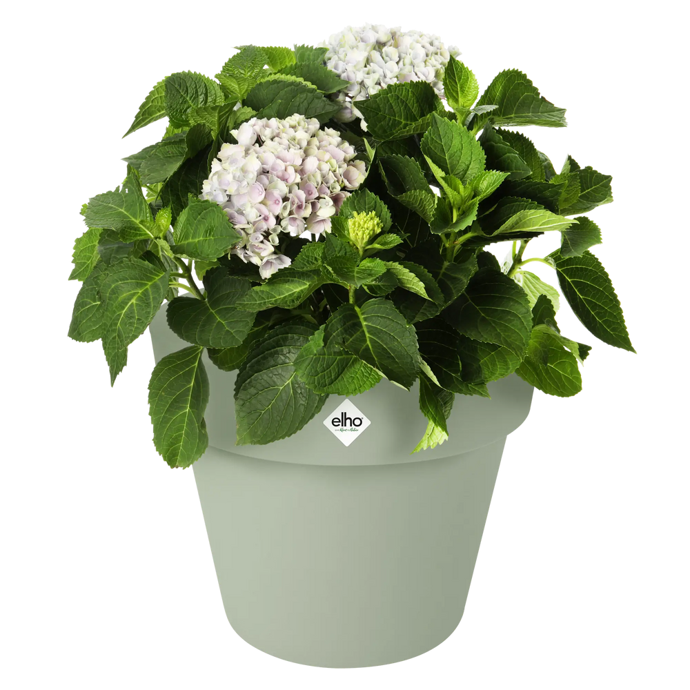 Groene Elho plantenpot met witte hortensia en groene bladeren