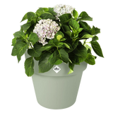Groene Elho plantenpot met witte hortensia en groene bladeren