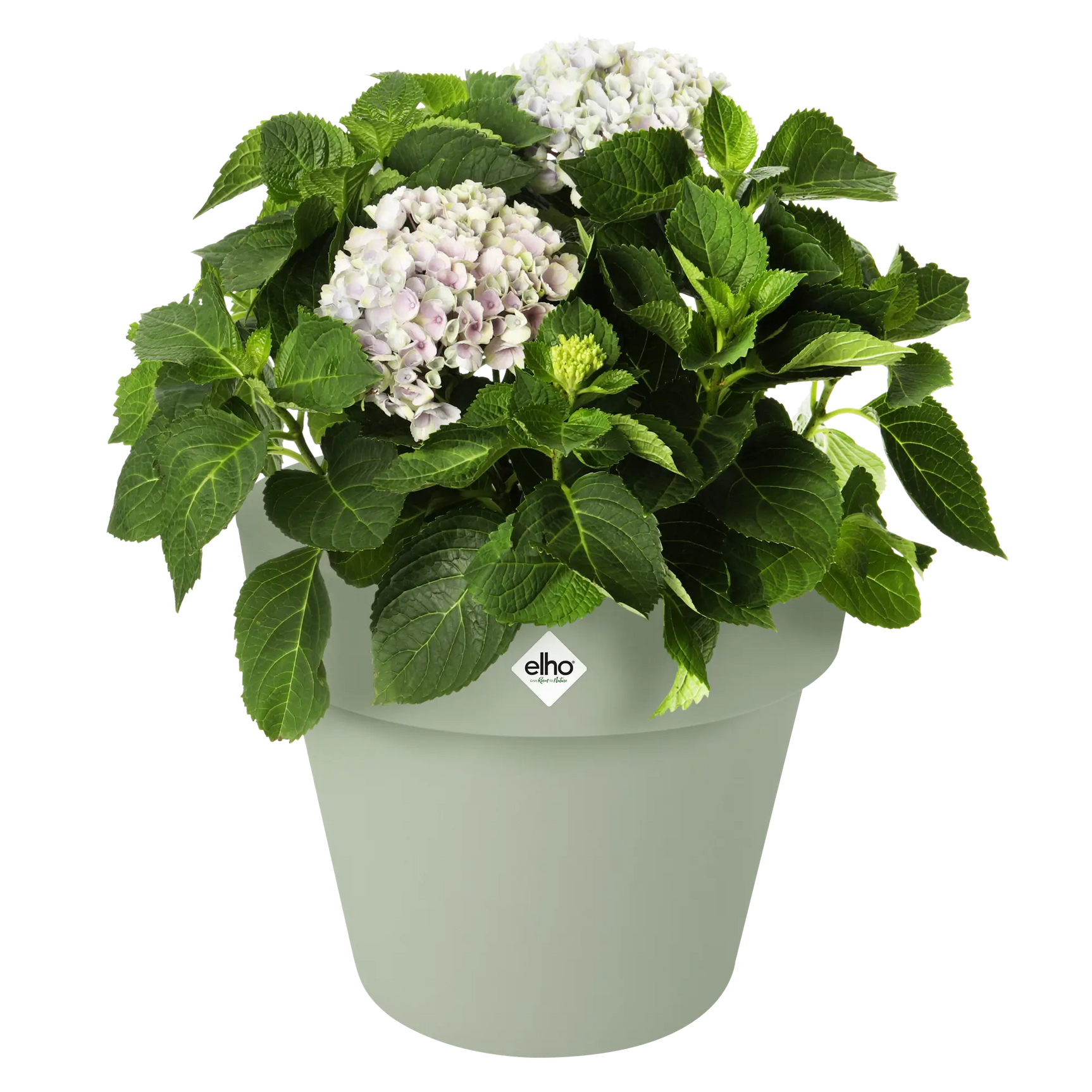 Groene Elho plantenpot met witte hortensia en groene bladeren
