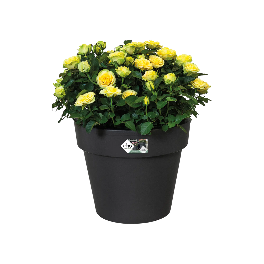 Elho basics bloempot 30 cm, zwart, gevuld met gele rozen en groene bladeren