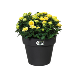 Elho top plantenpot zwart met gele en gele rozenachtige bloemen