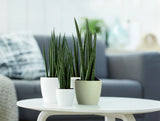 Elho - brussels rond 14cm sorbet groen