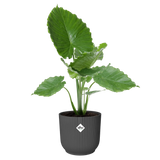 Elho - vibes fold rond 30cm antraciet