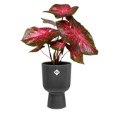 Elho - vibes fold coupe 30cm antraciet