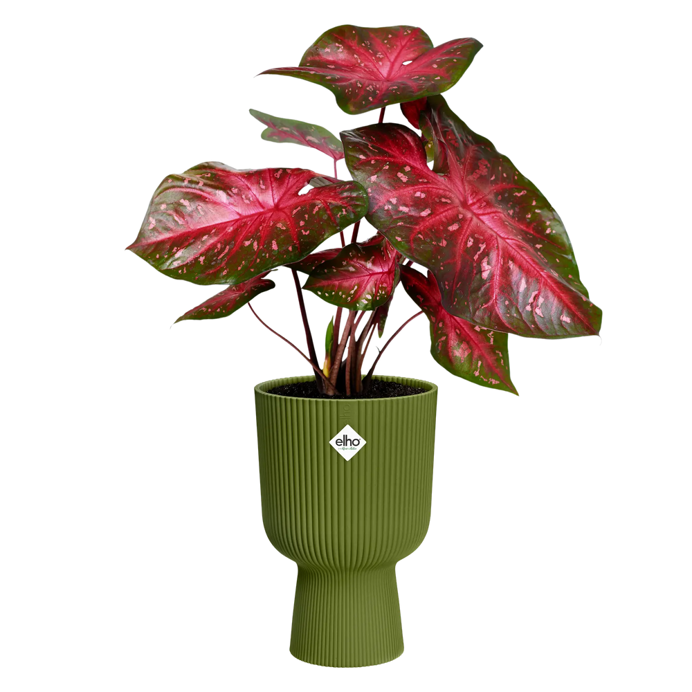 Elho - vibes fold coupe 30cm varengroen