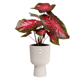 Elho - vibes fold coupe 30 linnen wit