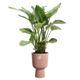 Elho - vibes fold coupe 30cm delicaat roze