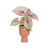 Elho - vibes fold coupe 14cm delicate pink