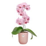 Elho - vibes fold orch hoog 12,5cm frosted pink