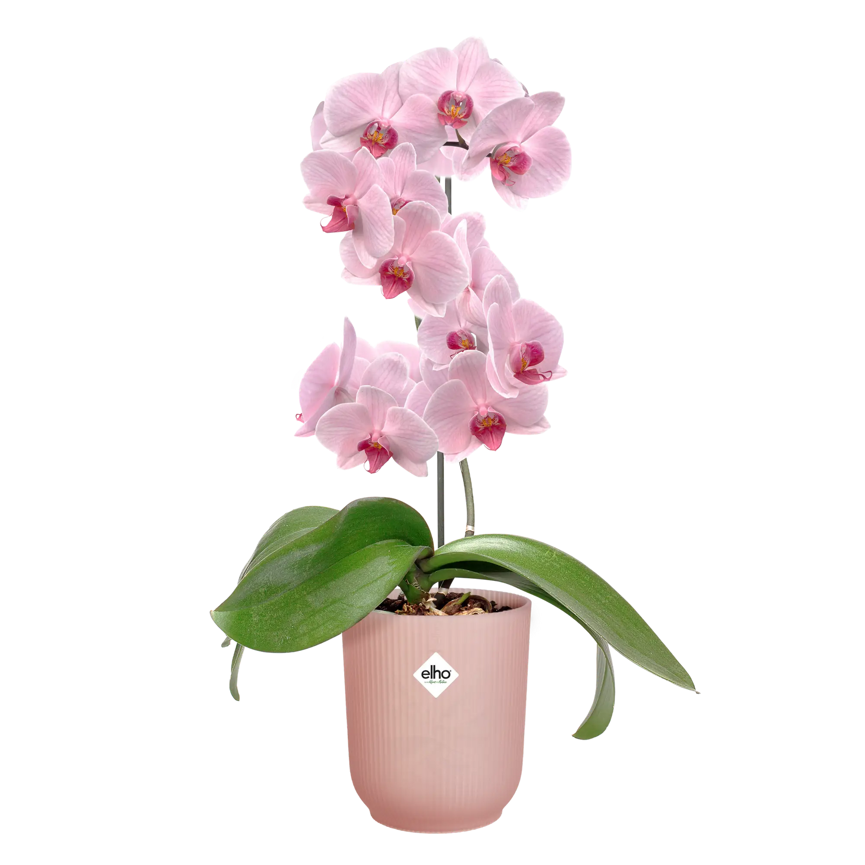 Elho - vibes fold orch hoog 12,5cm frosted pink