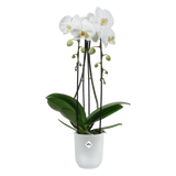 Elho - vibes fold orch hoog 12,5cm transparant