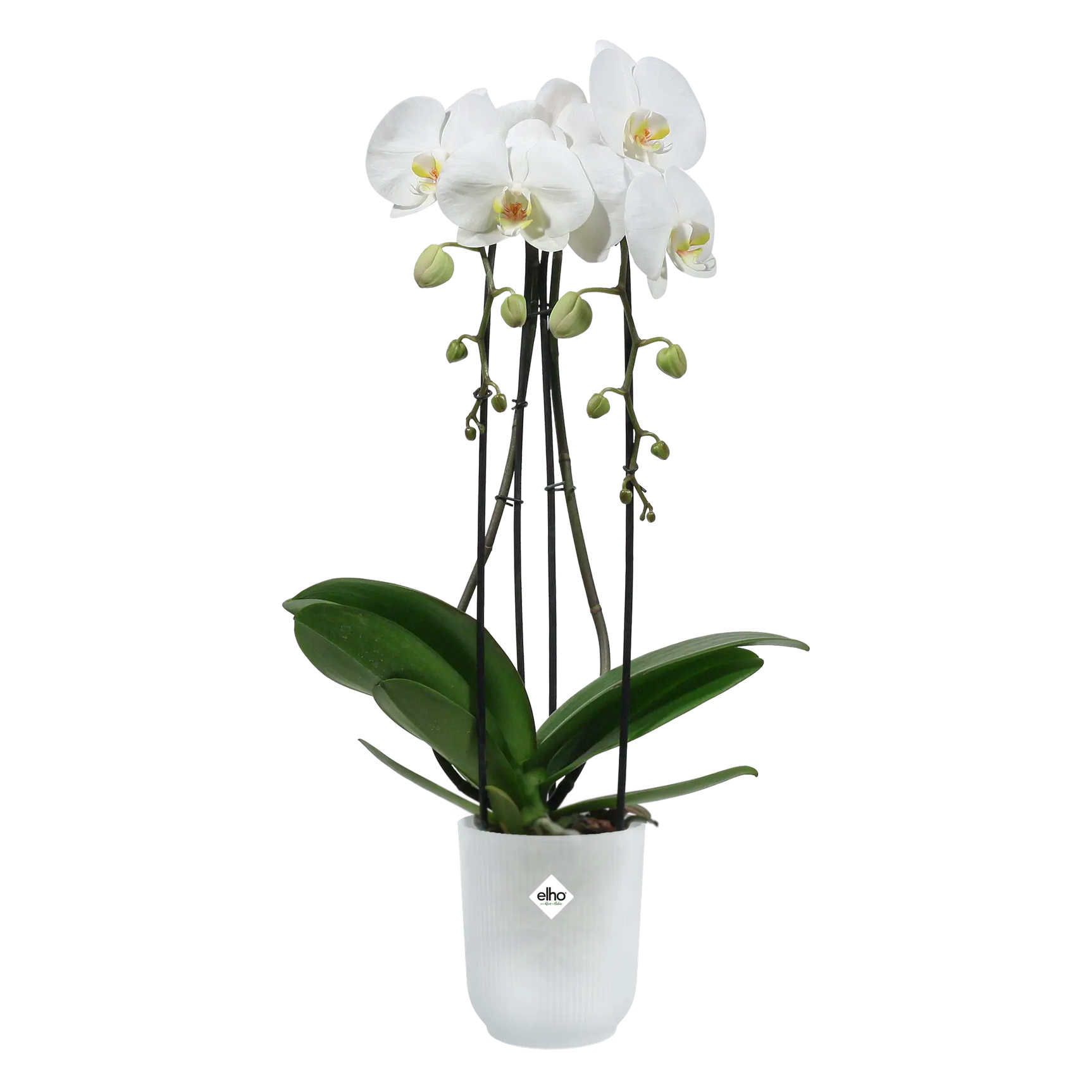 Elho - vibes fold orch hoog 12,5cm transparant