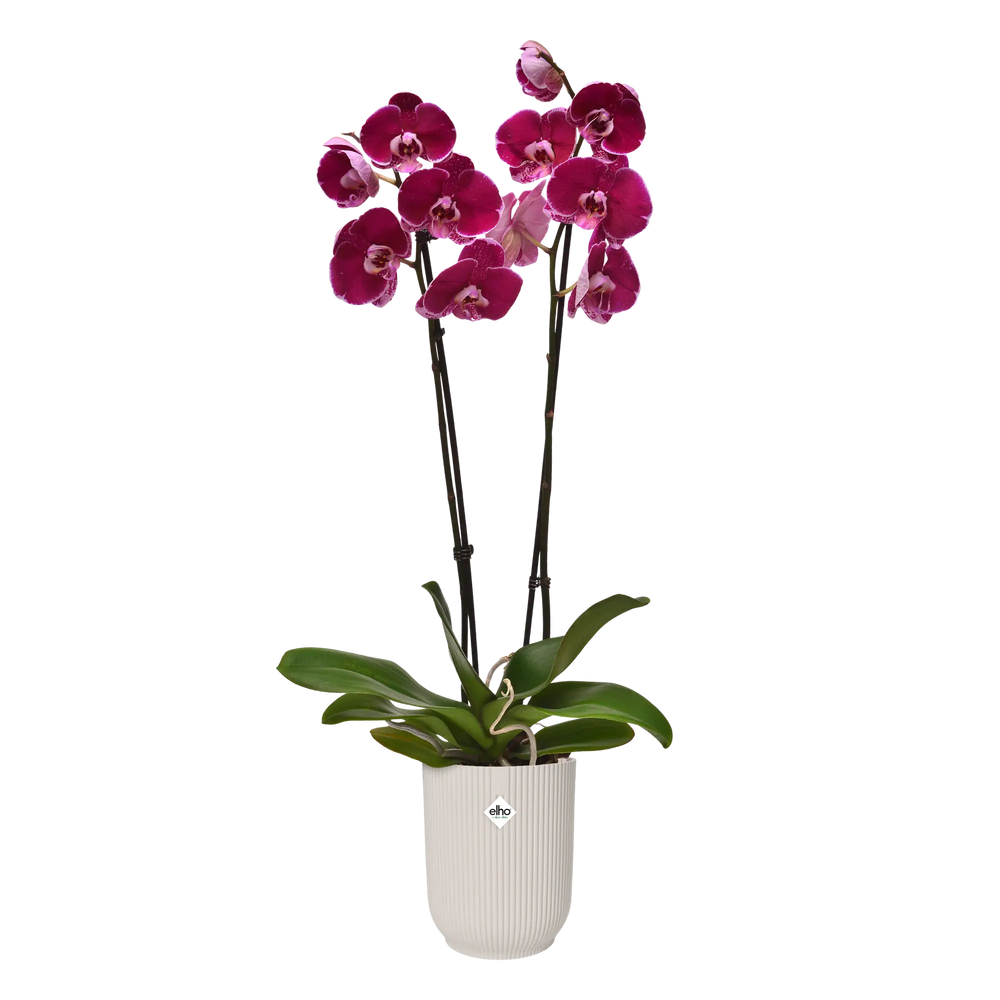 Elho - vibes fold orchid high 12,5cm linnen wit