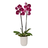 Elho - vibes fold orchid high 12,5cm linnen wit