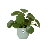 Elho - vibes fold rond mini 9cm sorbet green