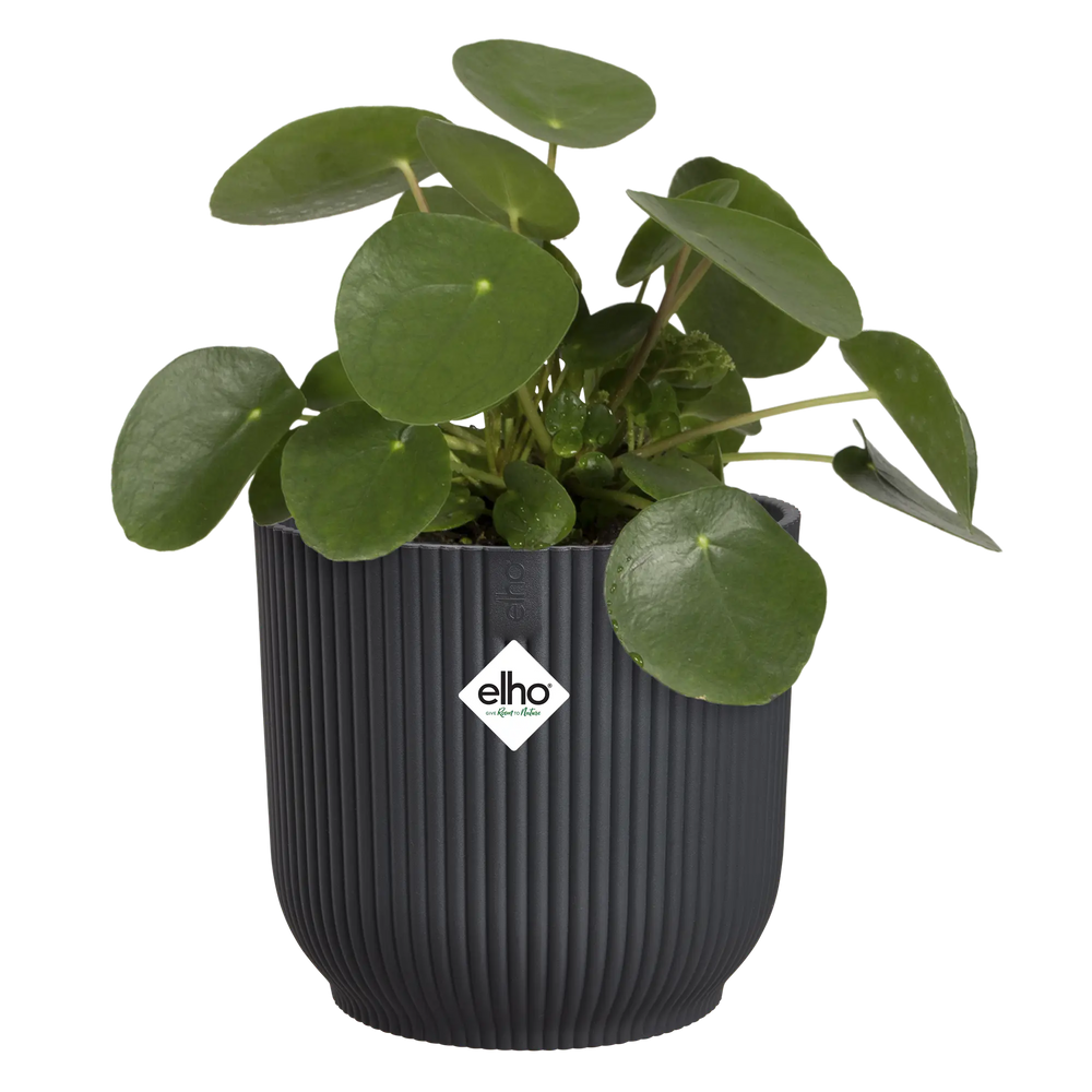 Ronde elho plantenpot met geribbelde wanden en groene plant, antraciet