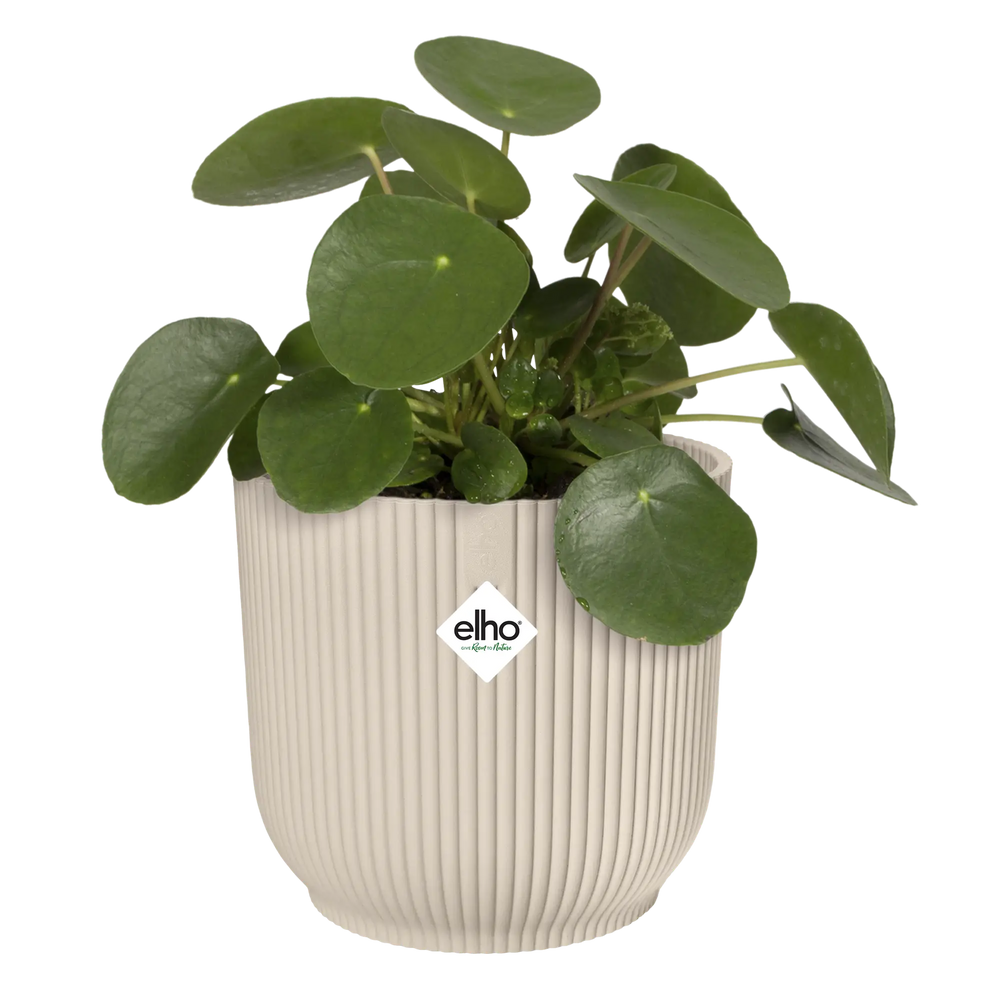 Witte ronde plantenbak met groene kamerplant en elho-logo
